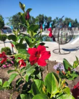 корпус лісовий територія