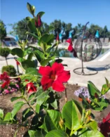 корпус Лісовий Харчування