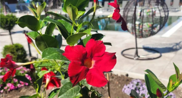 корпус лазурний номери